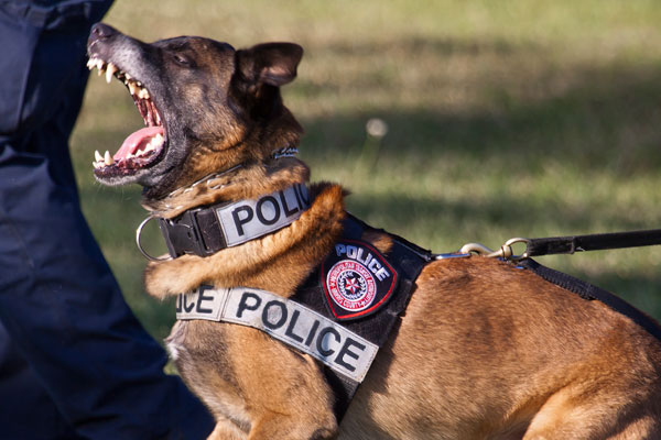 k9 working dogs