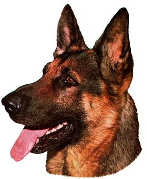 German Shepherd Head Vinyl Decal