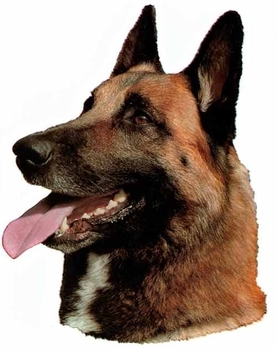 elite belgian malinois