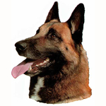 Belgian Malinois Head Vinyl Decal