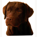 Chocolate Labrador Head Vinyl Decal