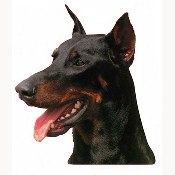 Doberman Head Vinyl Decal