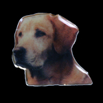 Golden Labrador Pin - Color