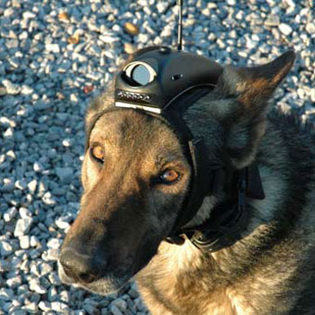 Head mounted K-9 camera