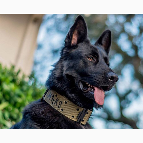 M1 K9 Collar Desert Tan