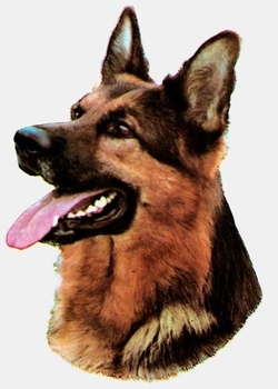 German Shepherd Head Vinyl Decal