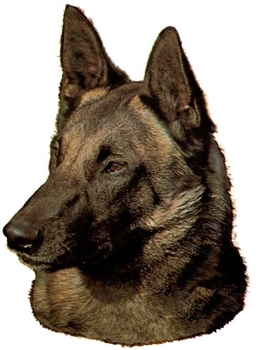 Belgian Malinois Head Vinyl Decal