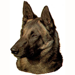 Belgian Malinois Head Vinyl Decal