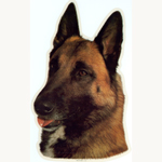 Belgian Malinois Head Vinyl Decal