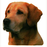 Golden Retriever Head Vinyl Decal