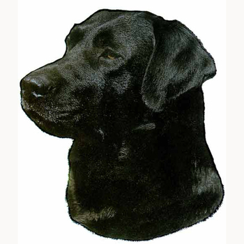 Black Labrador Head Vinyl Decal