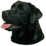Black Labrador Head Vinyl Decal