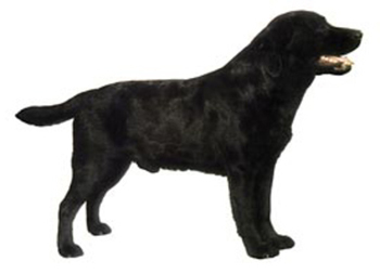 Black Labrador Full Body Vinyl Decal