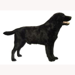 Black Labrador Full Body Vinyl Decal