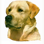 Yellow Labrador Head Vinyl Decal