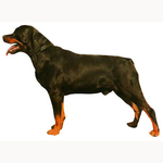 Rottweiler Full Body Vinyl Decal