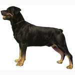 Rottweiler Full Body Vinyl Decal