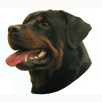Rottweiler Head Vinyl Decal