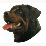 Rottweiler Head Vinyl Decal