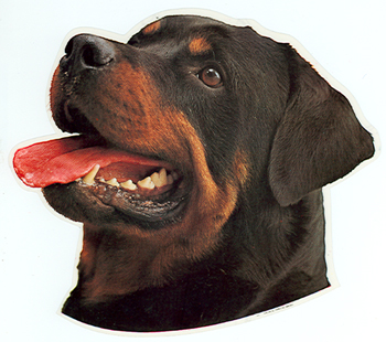Rottweiler Head Vinyl Decal
