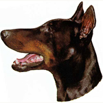 Doberman Head Vinyl Decal
