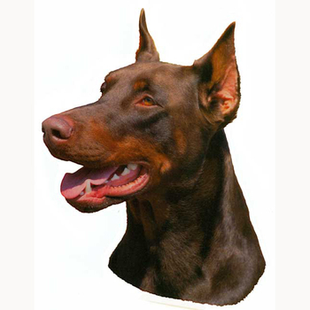 Doberman Head Vinyl Decal