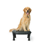 KLIMB Dog Training Platform (Set of 6)