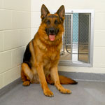 BiteGuard KennelPlex Saloon style dog door