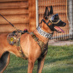 Combat Harness with metal Cobra buckle