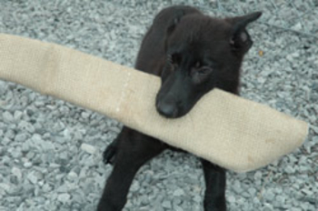 Jute Puppy Tug Shamee